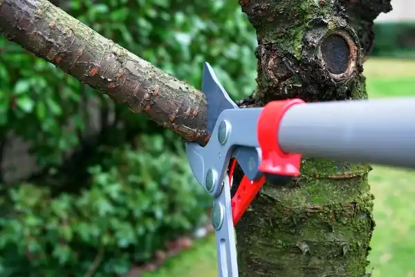 tree services Grazierville